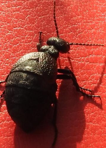 Meloe rugosus